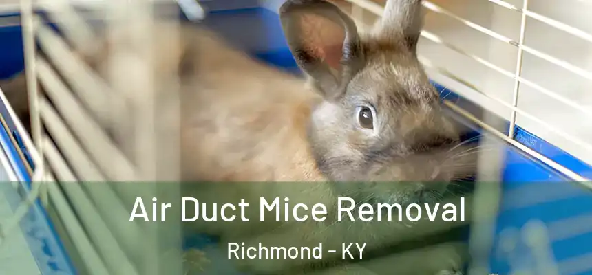  Air Duct Mice Removal Richmond - KY